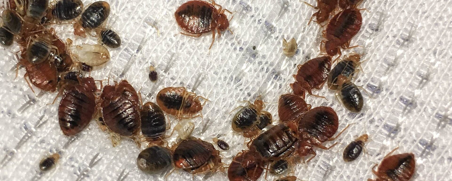 Affordable Bed Bug Treatment in Milwaukee Homes